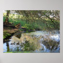 Recherche de canard en vol posters Animal