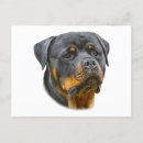 Recherche de chiots rottweiler cartes postales Canine