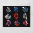 Recherche de poison cartes postales Unique