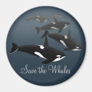 Recherche de orca magnete Baleine