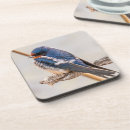 Recherche de hirondelles dessous de verres Faune