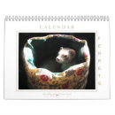 Recherche de furet de Mignon