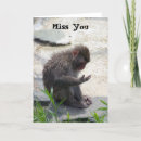 Recherche de monkeys photographie Zoo