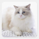 Recherche de ragdoll autocollants Amoureux de les chats
