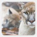 Recherche de puma autocollants Prédateur