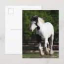 Recherche de gypsy cartes postales Animal