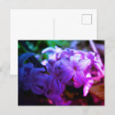 Recherche de jacinthes vœux cartes Printemps