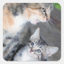 Recherche de mignon chaton autocollants Photographie