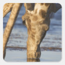 Recherche de tête de girafe autocollants Faune