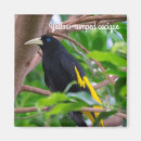 Recherche de cygne magnets Observation des oiseaux