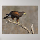 Recherche de faucon de harris posters Faune