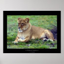 Recherche de lion femelle posters Nature