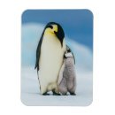 Recherche de empereur magnets Antarctique