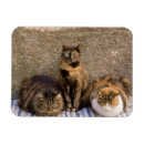 Recherche de voyage de chat magnets Mammifère