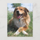 Recherche de colley cartes postales Animaux