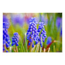Recherche de jacinthes posters Rose