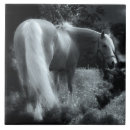 Recherche de poneys carreaux Poulain