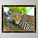 Recherche de yeux de léopard posters Photographie