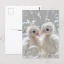 Recherche de paons blancs posters Toute personne