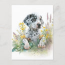 Recherche de chien dalmatien cartes postales Dalmate
