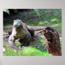 Recherche de komodo posters Nature