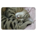 Recherche de chat tigré magnets Drôle