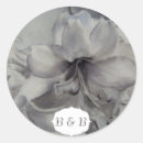 Recherche de amaryllis autocollants Nature