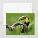 Recherche de factures cartes postales Toucan