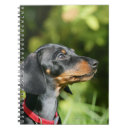 Recherche de teckel noir et bronzage Chiot