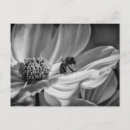 Recherche de abeille fleur cartes postales Bourdon