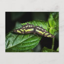 Recherche de malachite cartes postales Nature