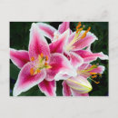 Recherche de lilium cartes postales Botanique