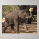 Recherche de thaïlandais posters Éléphant