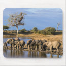 Recherche de savane Éléphant
