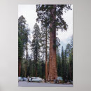 Recherche de arbre géant posters Californie