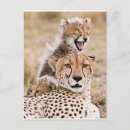 Recherche de animal de bébé cartes postales Animaux dans la nature