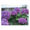 Recherche de hortensias posters Fleurs