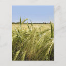Recherche de grains cartes postales Pain