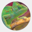 Recherche de lézard vert autocollants Faune