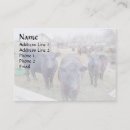 Recherche de angus noir cartes visite Bétail