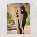 Recherche de gallo cartes postales Éléphant d'afrique