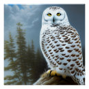 Recherche de hibou neigeux posters Faune