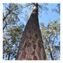 Recherche de ponderosa posters Nature