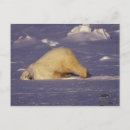 Recherche de manitoba cartes postales Churchill