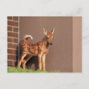 Recherche de faon cartes postales Nature