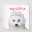 Recherche de chiot blanc vœux cartes Maltais