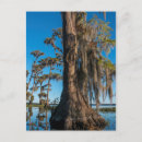 Recherche de marécage cartes postales Usa