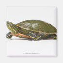 Recherche de coquille de tortue magnets Échelles