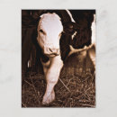 Recherche de le holstein cartes postales Agriculture