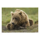 Recherche de reposant posters Faune